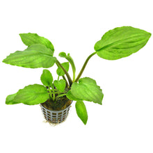 Lagenandra meeboldii 'Green' - ADA TC - Planted Aquaria