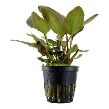 Lagenandra meeboldii 'Red' - Potted - Planted Aquaria