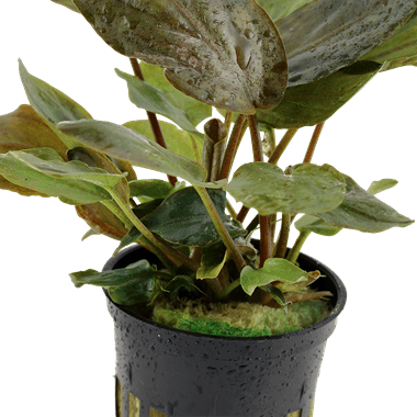 Lagenandra meeboldii 'Red' - Potted - Planted Aquaria