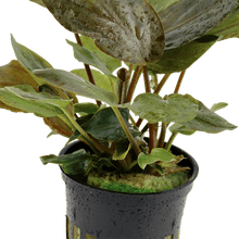 Lagenandra meeboldii 'Red' - Potted - Planted Aquaria