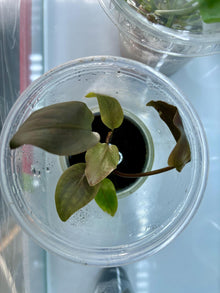 Lagenandra meeboldii 'Rubin' - ADA TC - Planted Aquaria