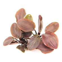 Lagenandra meeboldii 'Rubin' - ADA TC - Planted Aquaria