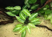 Lagenandra meeboldii 'Silver Queen' - ADA TC - Planted Aquaria