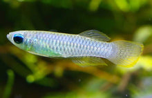 Lampeye Killifish - Planted Aquaria