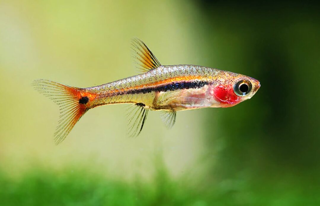 Least Rasbora - Planted Aquaria
