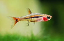 Least Rasbora - Planted Aquaria