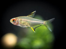 Lemon Tetra - Planted Aquaria