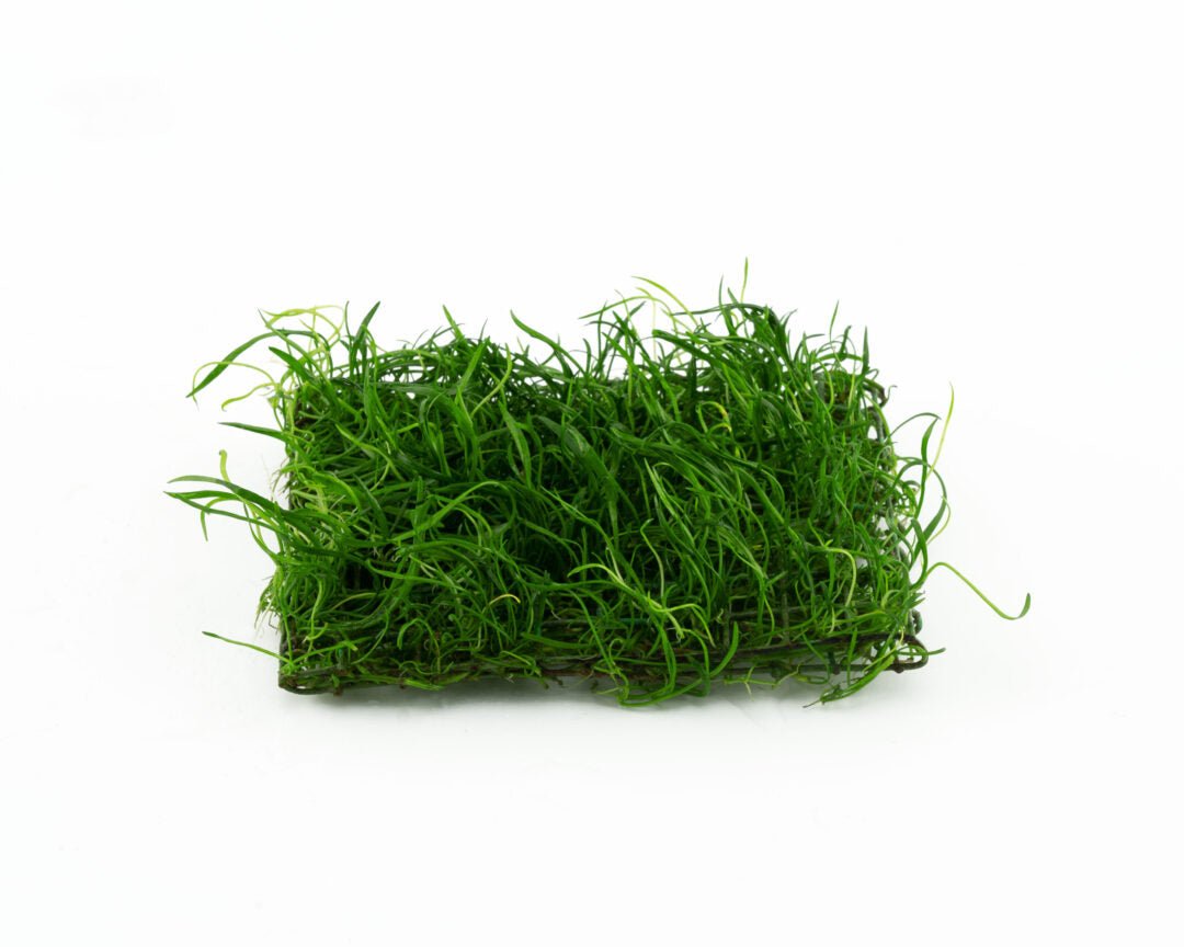 Lilaeopsis brasiliensis - 4x5 Pad - Planted Aquaria