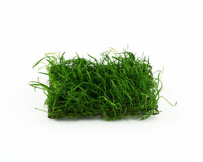 Lilaeopsis brasiliensis - 4x5 Pad - Planted Aquaria