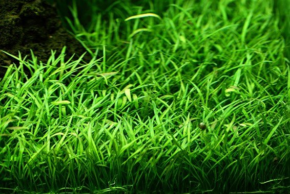 Lilaeopsis brasiliensis - 4x5 Pad - Planted Aquaria