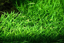 Lilaeopsis brasiliensis - 4x5 Pad - Planted Aquaria