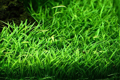 Lilaeopsis brasiliensis - 4x5 Pad - Planted Aquaria