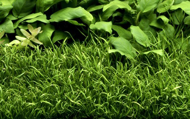 Lilaeopsis brasiliensis - 4x5 Pad - Planted Aquaria