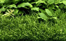 Lilaeopsis brasiliensis - ADA TC - Planted Aquaria