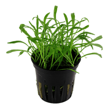Lilaeopsis brasiliensis - Potted - Planted Aquaria