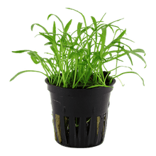 Lilaeopsis brasiliensis - Potted - Planted Aquaria