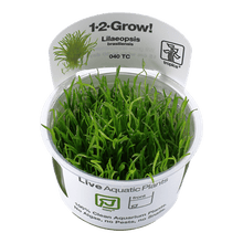 Lilaeopsis brasiliensis - Tropica TC - Planted Aquaria