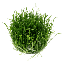 Lilaeopsis brasiliensis - Tropica TC - Planted Aquaria