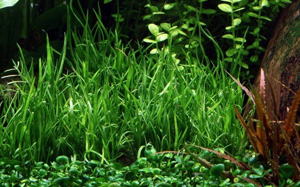 Lilaeopsis mauritiana - Potted - Planted Aquaria