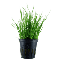 Lilaeopsis mauritiana - Potted - Planted Aquaria