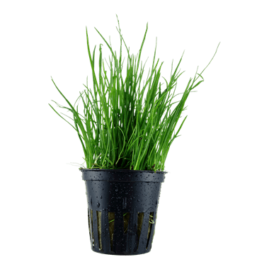 Lilaeopsis mauritiana - Potted - Planted Aquaria