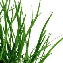 Lilaeopsis mauritiana - Potted - Planted Aquaria