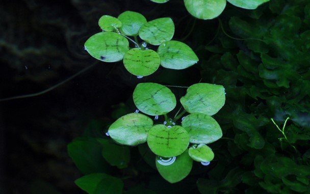 Limnobium laevigatum - Tropica TC - Planted Aquaria