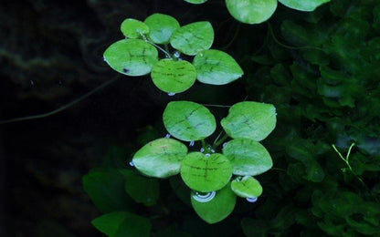 Limnobium laevigatum - Tropica TC - Planted Aquaria