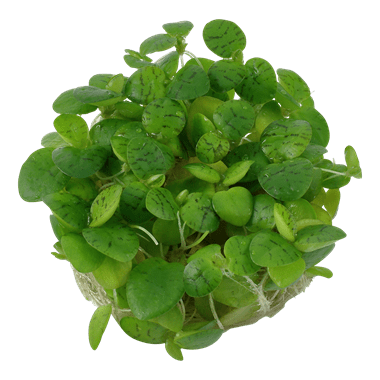 Limnobium laevigatum - Tropica TC - Planted Aquaria