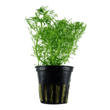 Limnophila aquatica - Potted - Planted Aquaria