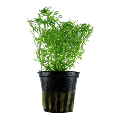 Limnophila aquatica - Potted - Planted Aquaria