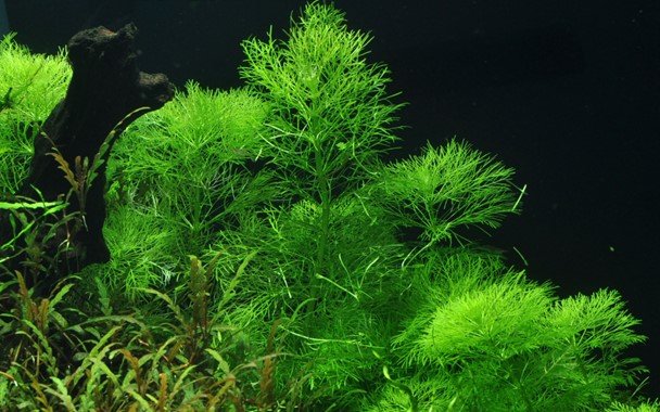 Limnophila aquatica - Potted - Planted Aquaria