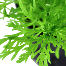 Limnophila aquatica - Potted - Planted Aquaria