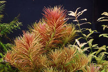 Limnophila Aromatica "Red" - Planted Aquaria