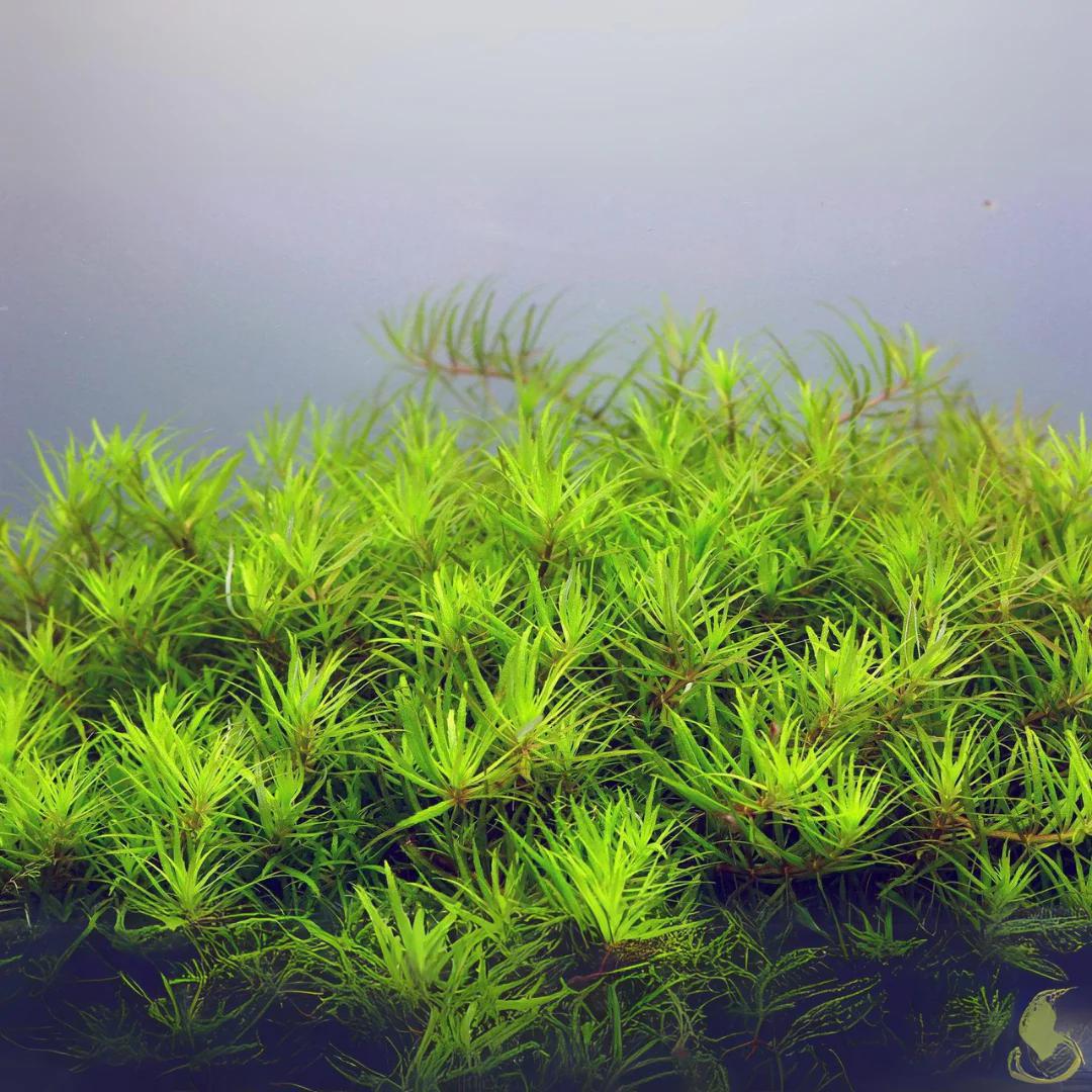 Limnophila Aromatica 'Vietnam Platinum' - ADA TC - Planted Aquaria