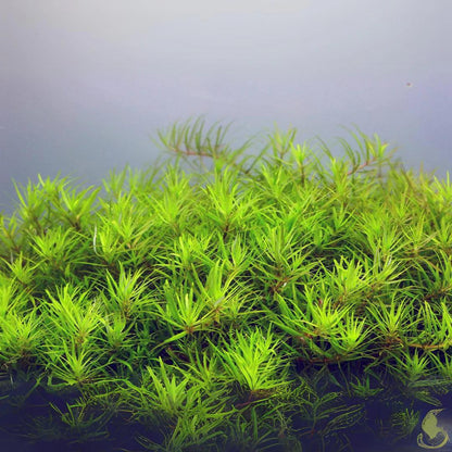 Limnophila Aromatica 'Vietnam Platinum' - ADA TC - Planted Aquaria