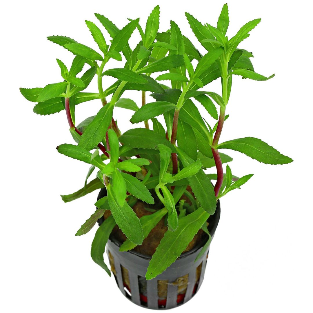 Limnophila Heterophylla Mini Vietnam - Potted - Planted Aquaria