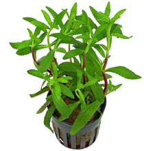 Limnophila Heterophylla Mini Vietnam - Potted - Planted Aquaria