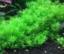 Limnophila Heterophylla Mini Vietnam - Potted - Planted Aquaria