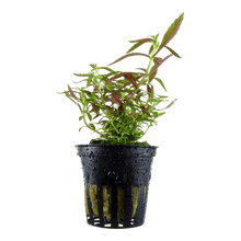 Limnophila hippuridoides - Potted - Planted Aquaria