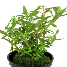 Limnophila hippuridoides - Potted - Planted Aquaria