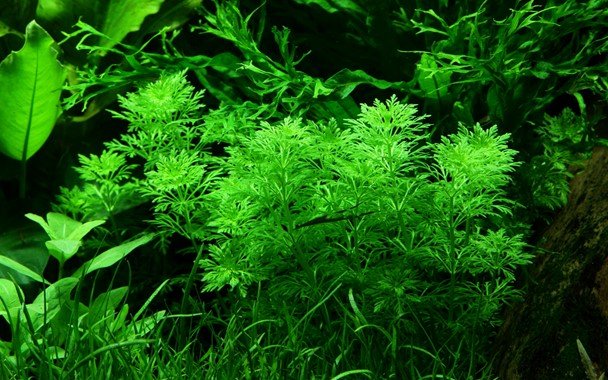 Limnophila sessiliflora - Potted - Planted Aquaria