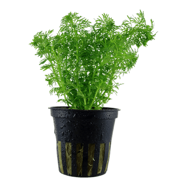 Limnophila sessiliflora - Potted - Planted Aquaria