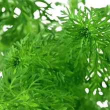 Limnophila sessiliflora - Potted - Planted Aquaria