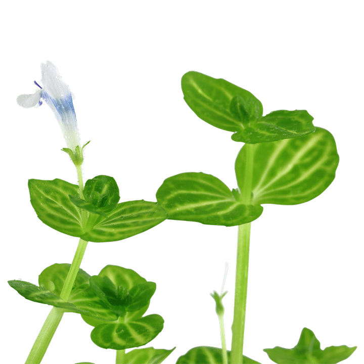 Lindernia rotundifolia - Potted - Planted Aquaria
