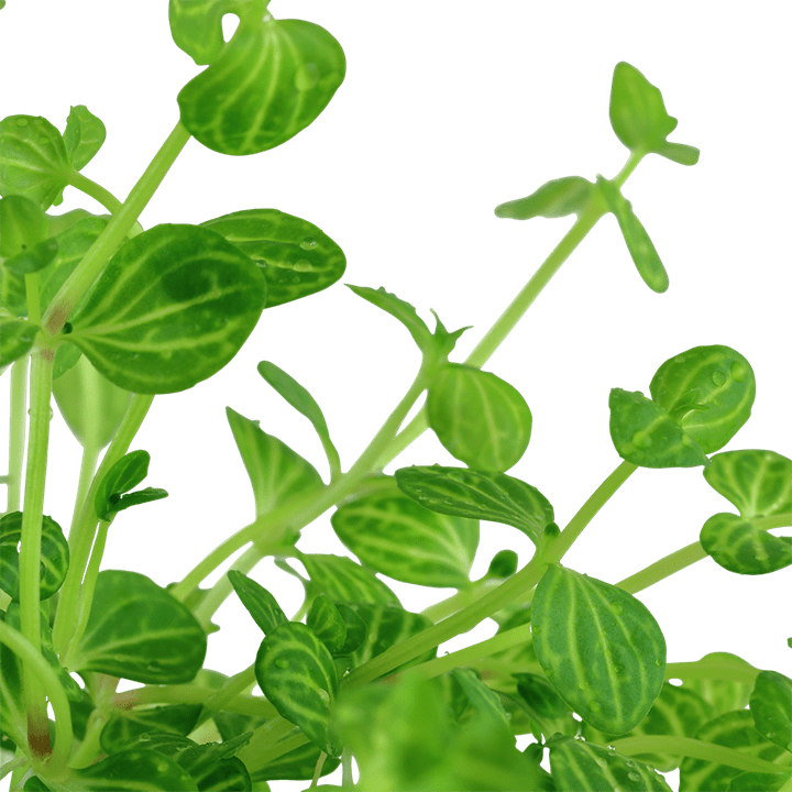 Lindernia rotundifolia - Potted - Planted Aquaria