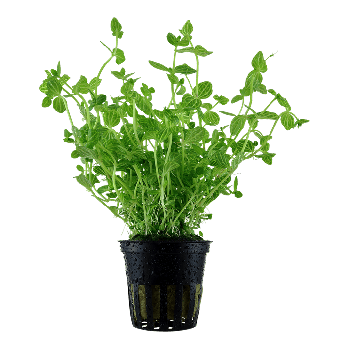 Lindernia rotundifolia - Potted - Planted Aquaria