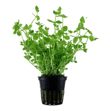 Lindernia rotundifolia - Potted - Planted Aquaria