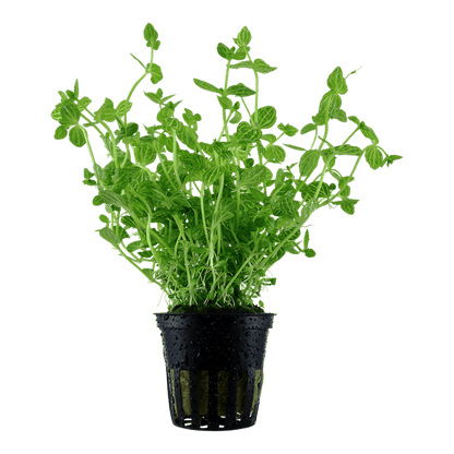 Lindernia rotundifolia - Potted - Planted Aquaria
