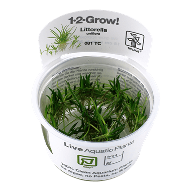 Littorella uniflora - Tropica TC - Planted Aquaria